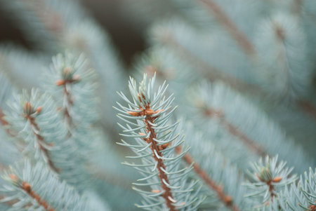 beautiful branch of blue fir-tree as abstract christmas background