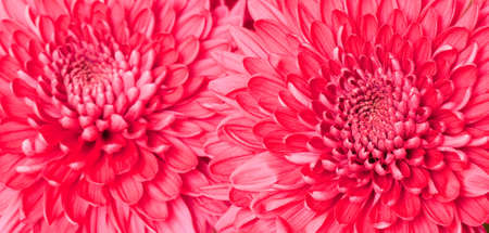 beautiful background of fresh flowers photographed in the studioの写真素材