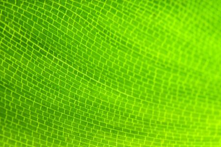Green leaf of a palm tree as an abstract backgroundの写真素材