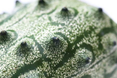 Cucumis metuliferus - Exotic fruit. kiwano. horned melon, African horned cucumber Anguriya.の写真素材