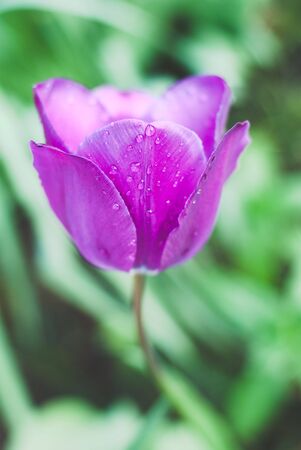 The photos are beautiful varietal collection of flowers in the sunlightの写真素材