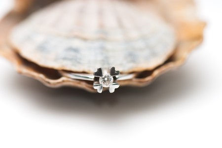 composition of exotic shells isolated on a white background close-upsの写真素材