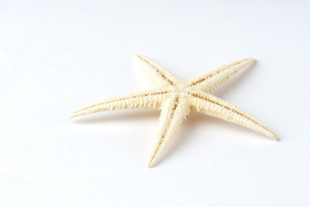 composition of exotic shells isolated on a white background close-upsの写真素材