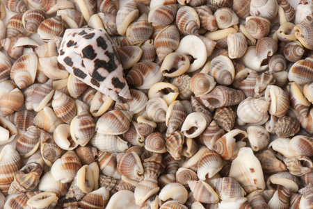 composition of exotic shells isolated on a white background close-ups