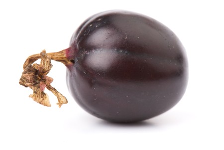 fresh ripe Ribes  nidigrolaria  photographed closeup isolated on a white background.の写真素材