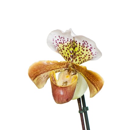 beautiful background of fresh flowers photographed in the studioの写真素材