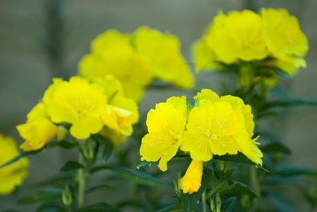 The photos are beautiful varietal collection of flowers in the sunlightの写真素材