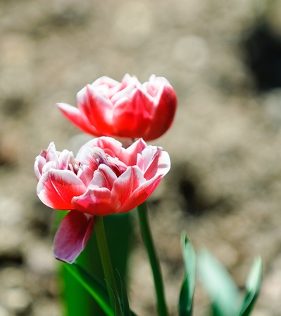 The photos are beautiful varietal collection of flowers in the sunlightの写真素材