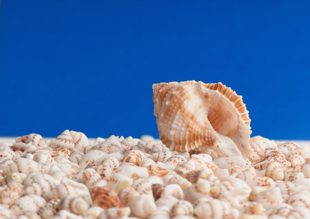 composition of exotic shells isolated on a white background closeups