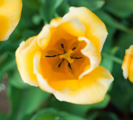 The photos are beautiful varietal collection of flowers in the sunlight