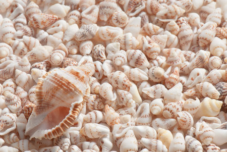 composition of exotic shells isolated on a white background closeups