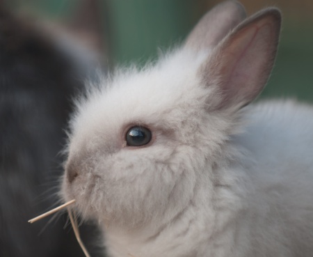rabbit close up with a strawの写真素材