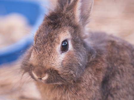 rabbit close up with a strawの写真素材