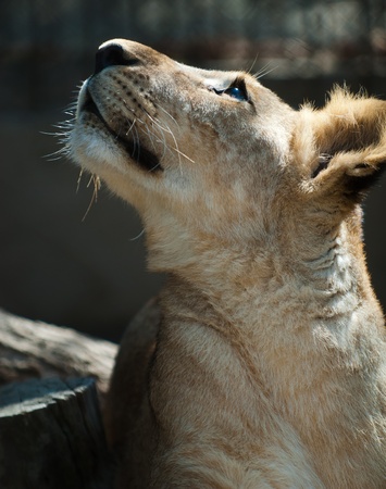 picture of Lion Cub  of high-res with an artistic background
の写真素材