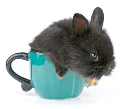Small racy dwarf black bunny isolated on white background. studio photo.の写真素材