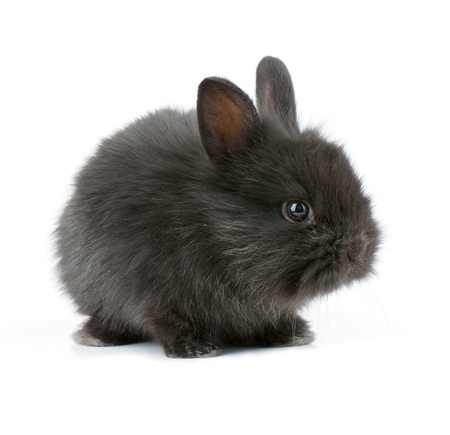 Small racy dwarf black bunny isolated on white background. studio photo.の写真素材