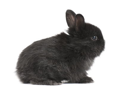 Small racy dwarf black bunny isolated on white background. studio photo.の写真素材