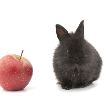 Small racy dwarf black bunny isolated on white background. studio photo.の写真素材