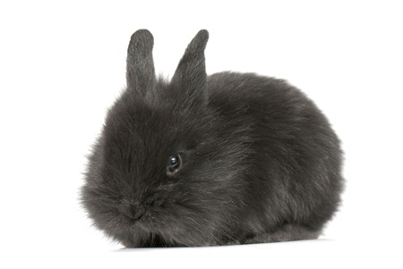 Small racy dwarf black bunny isolated on white background. studio photo.の写真素材