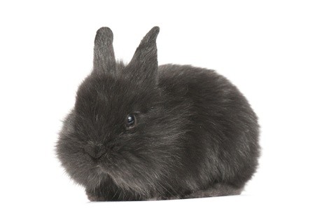 Small racy dwarf black bunny isolated on white background. studio photo.の写真素材
