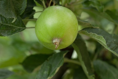 picture ripe applesの写真素材