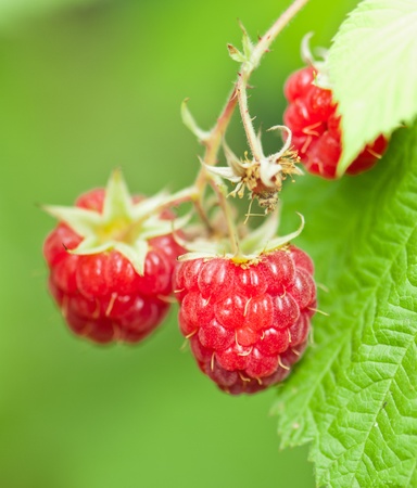 composition from raspberryの写真素材