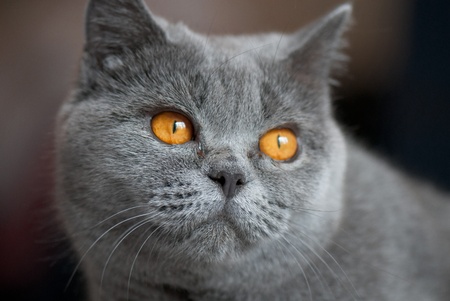 domestic animal on a beautiful backgroundの写真素材