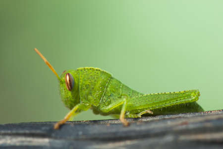 beautiful image of insects that were photographed in close-upの写真素材