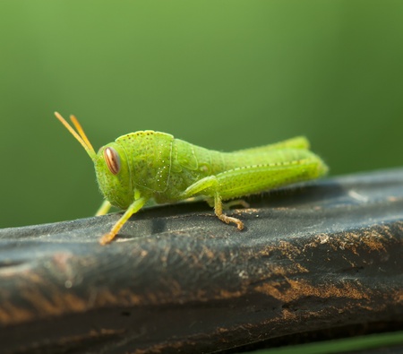 beautiful image of insects that were photographed in close-upの写真素材