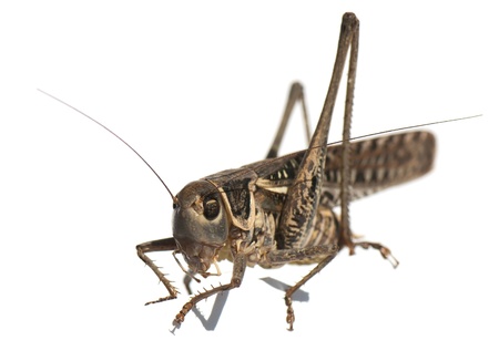 beautiful image of insects that were photographed in close-upの写真素材