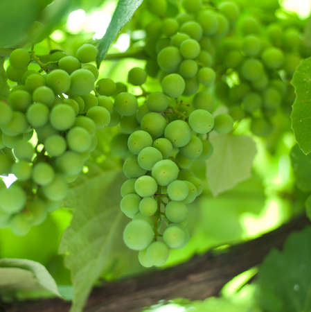 composition of the ripe grapes on a color background. photographyの写真素材