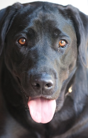 domestic animal on a beautiful backgroundの写真素材