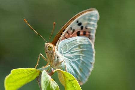 beautiful image of insects that were photographed in close-upの写真素材
