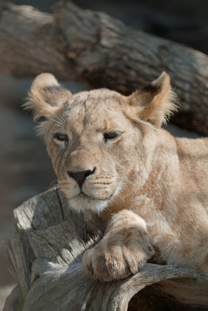 picture of Lion Cub  of high-res with an artistic background
の写真素材