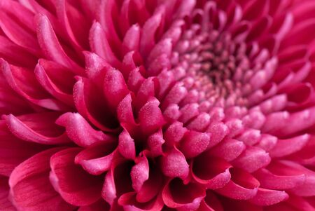 beautiful background of fresh flowers photographed in the studioの写真素材