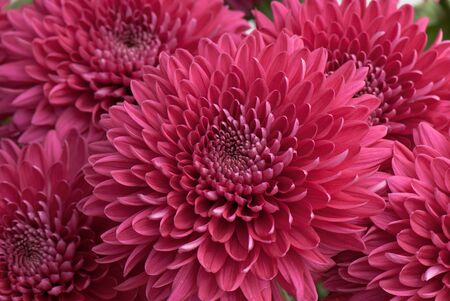 beautiful background of fresh flowers photographed in the studioの写真素材