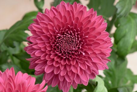 beautiful background of fresh flowers photographed in the studioの写真素材