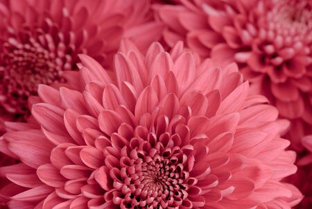 beautiful background of fresh flowers photographed in the studioの写真素材