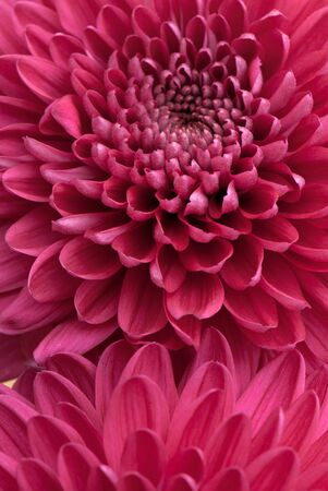 beautiful background of fresh flowers photographed in the studioの写真素材
