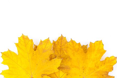 abstract background from yellow abscissed leavesの写真素材