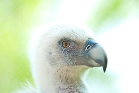 Photo condor close up on an abstract backgroundの写真素材