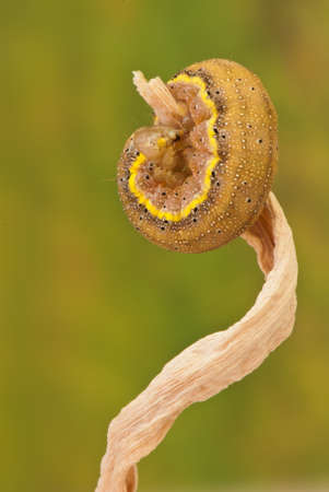 beautiful image of insects that were photographed in close-upの写真素材