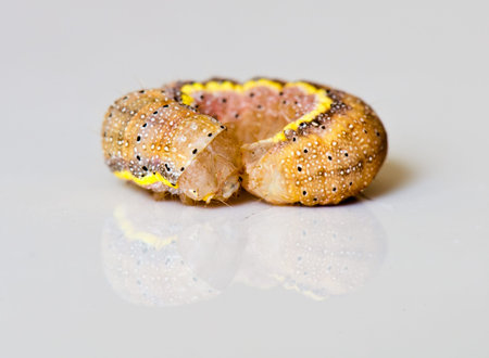beautiful image of insects that were photographed in close-up