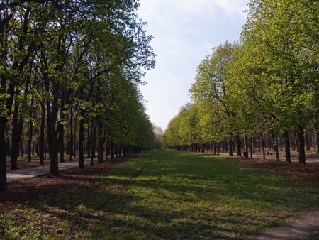 Beautiful solar spring landscape in birch woodの写真素材