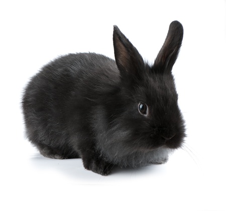 Small racy dwarf black bunny isolated on white background. studio photo.の写真素材