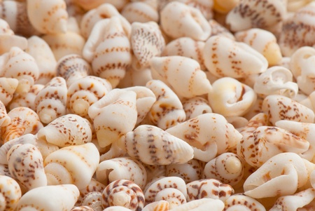 composition of exotic shells isolated on a white background closeupsの写真素材