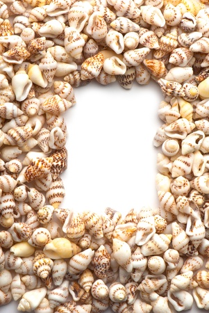 composition of exotic shells isolated on a white background closeupsの写真素材