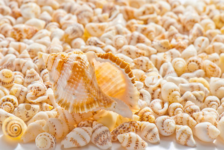 composition of exotic shells isolated on a white background closeups