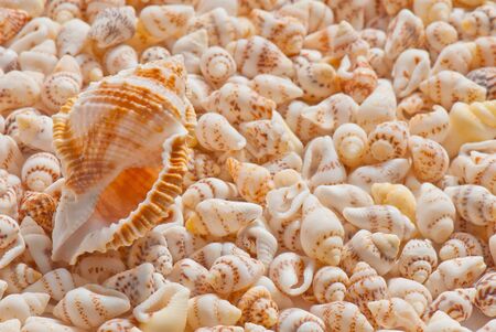 composition of exotic shells isolated on a white background closeupsの写真素材