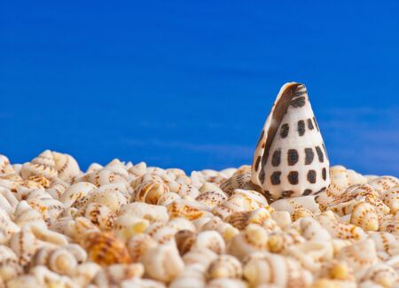 composition of exotic shells isolated on a white background closeupsの写真素材